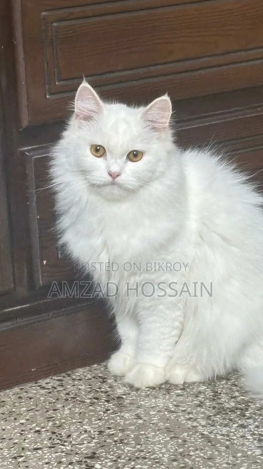 ৬-১২ মাস বয়সী ফিমেল পিওরব্রেড পার্সিয়ান