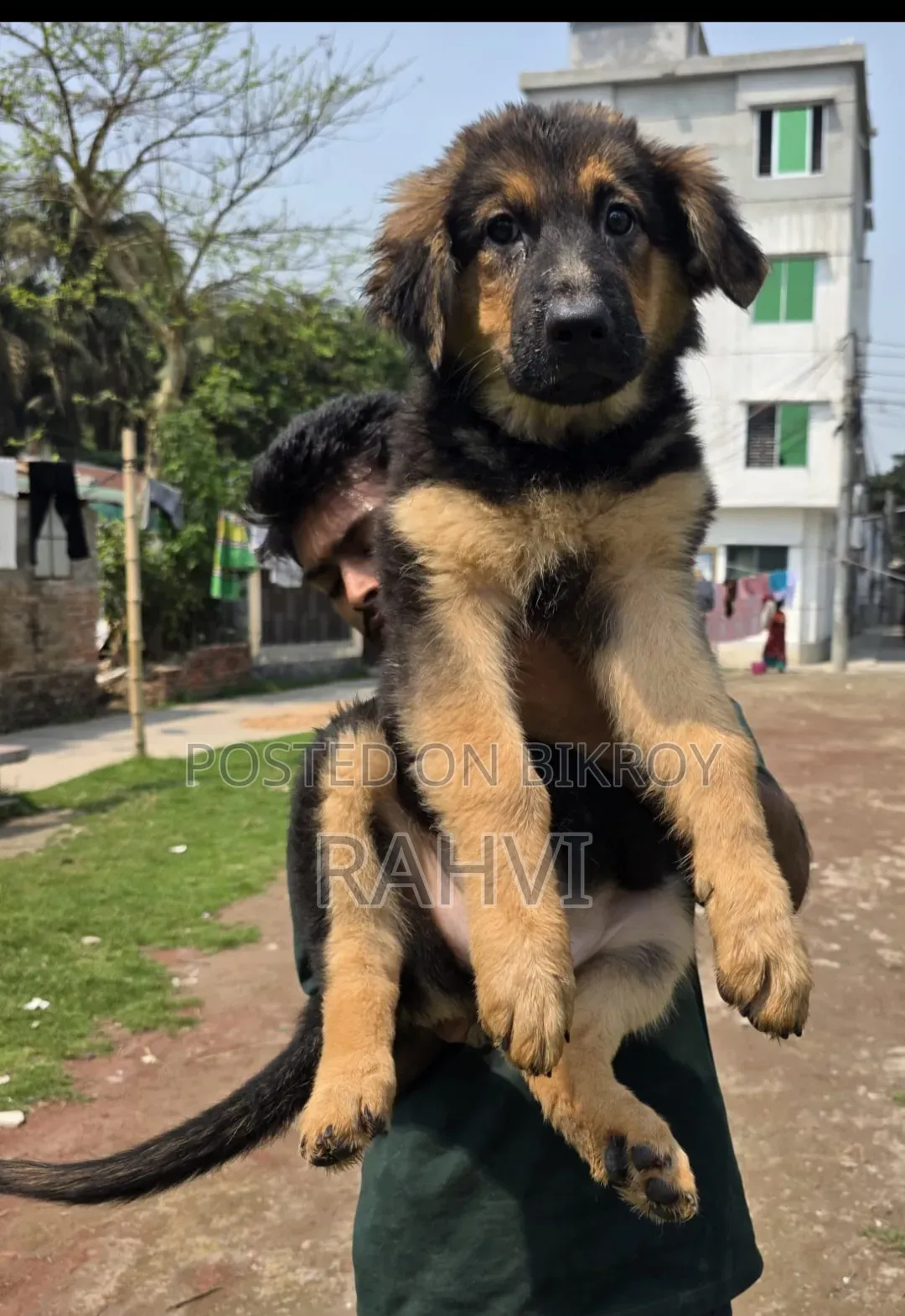 ৩-৬ মাস বয়সী পুরুষ পিওরব্রেড জার্মান শেফার্ড