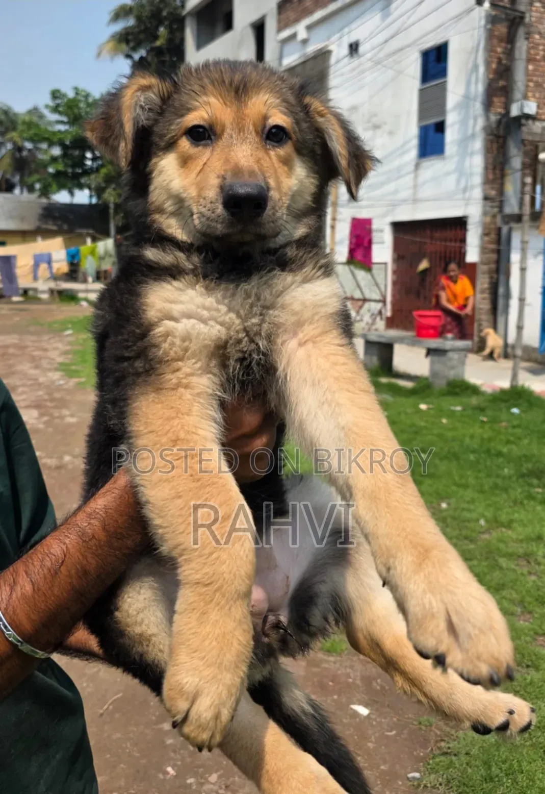 ৩-৬ মাস বয়সী পুরুষ পিওরব্রেড জার্মান শেফার্ড