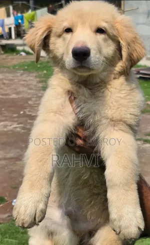 ৩-৬ মাস বয়সী পুরুষ পিওরব্রেড জার্মান শেফার্ড