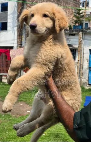 ৩-৬ মাস বয়সী পুরুষ পিওরব্রেড জার্মান শেফার্ড