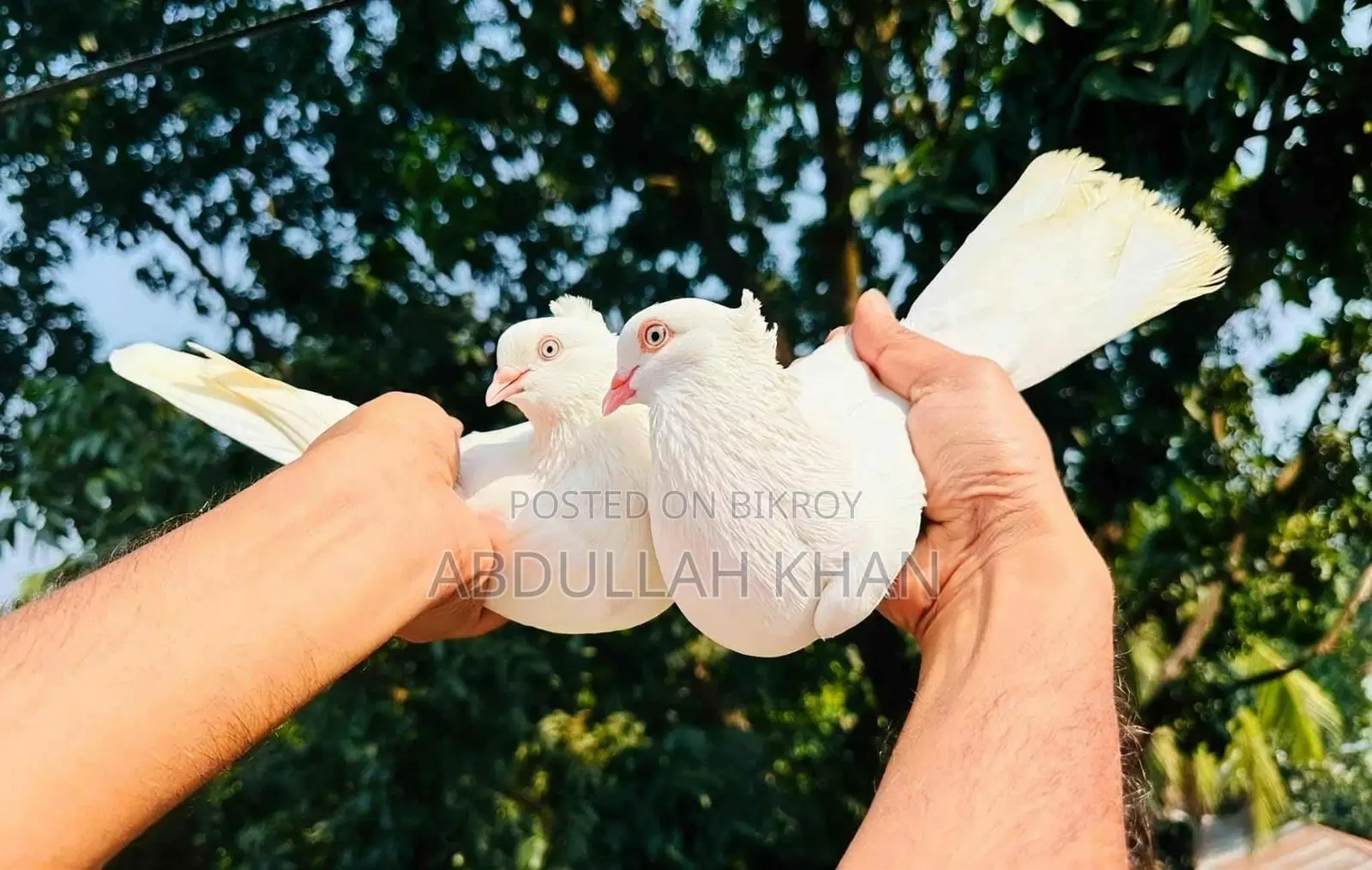 Chuina Chuithal (Fresh Pair)