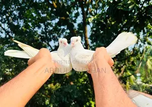 Chuina Chuithal (Fresh Pair)