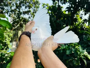 Chuina Chuithal (Fresh Pair)