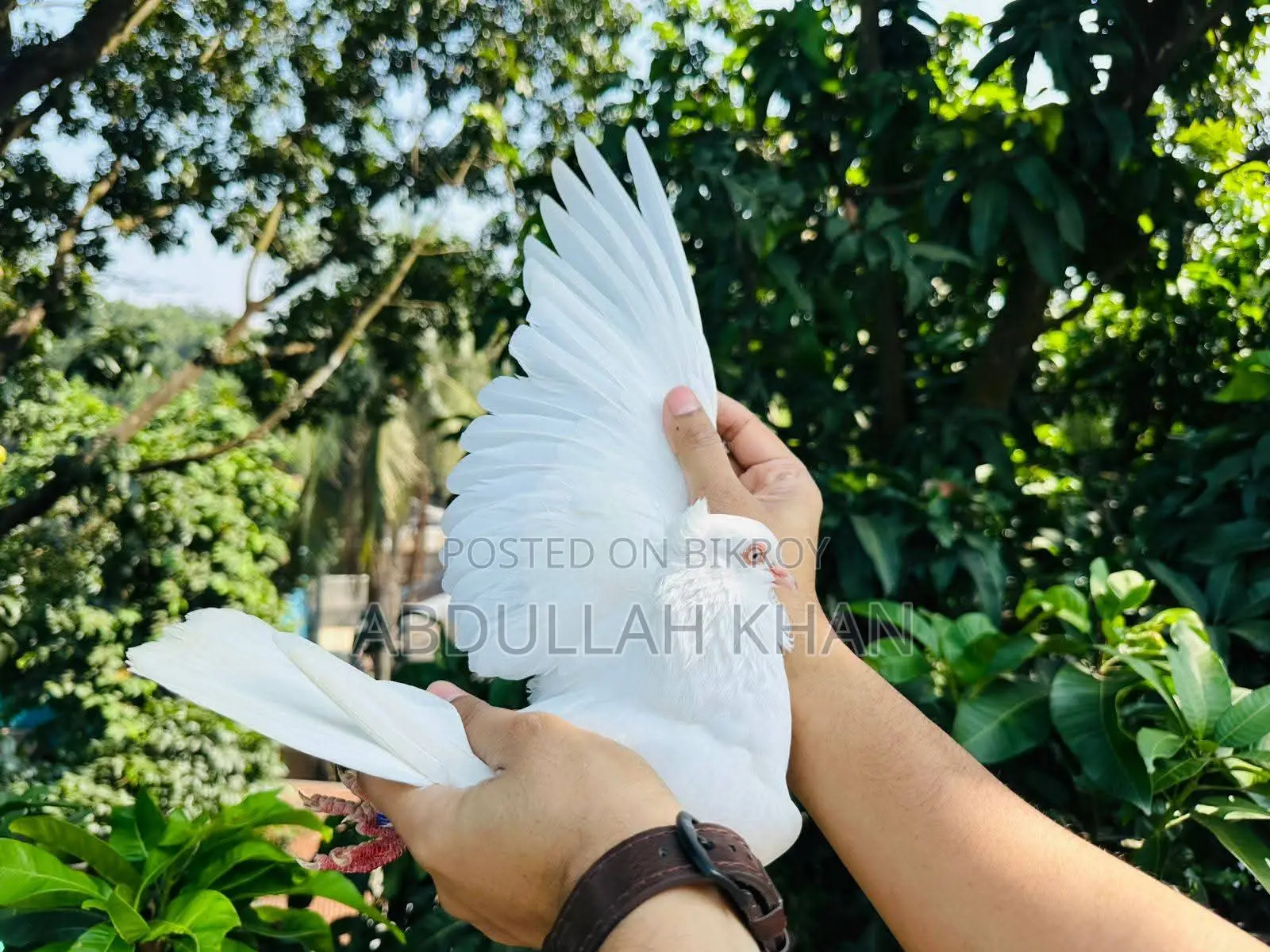 Chuina Chuithal (Fresh Pair)