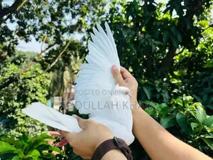 Chuina Chuithal (Fresh Pair)