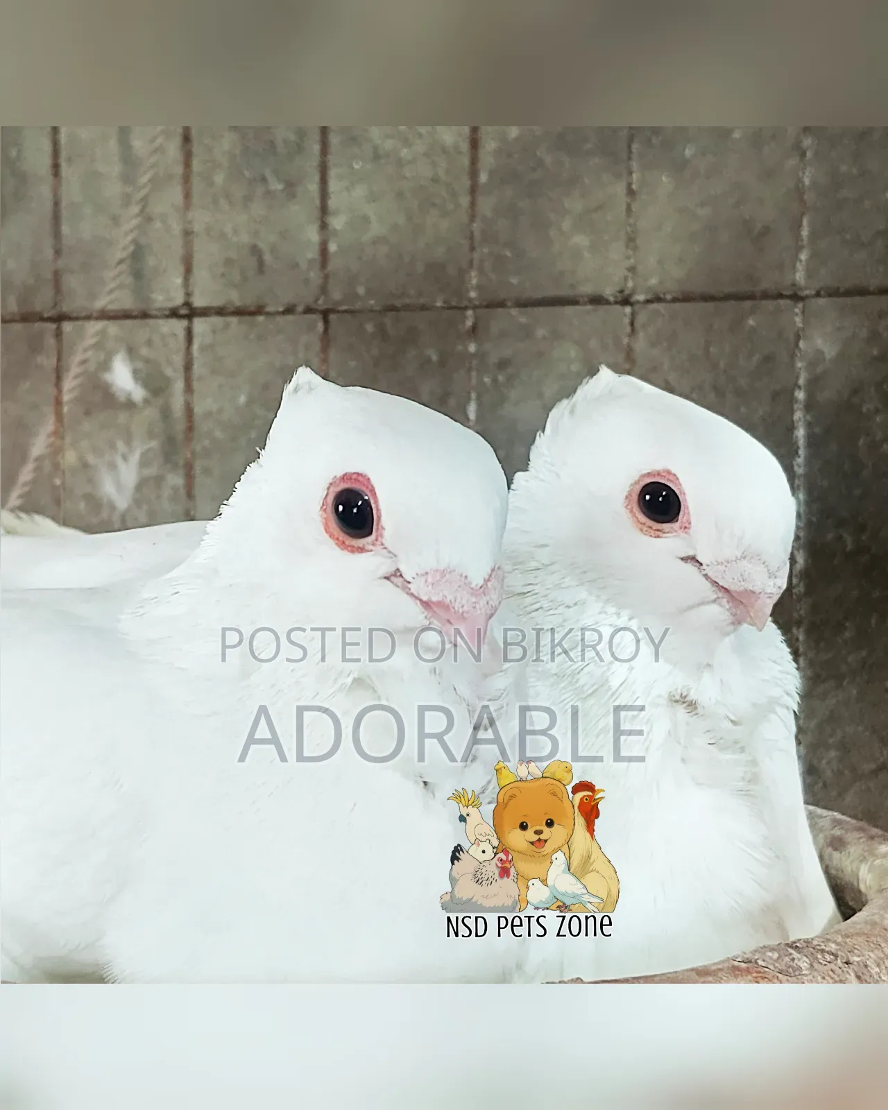Syrian Strawberry Owl Baby Pair Available