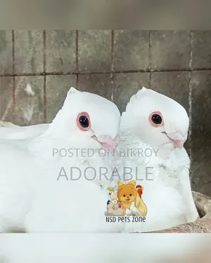 Syrian Strawberry Owl Baby Pair Available