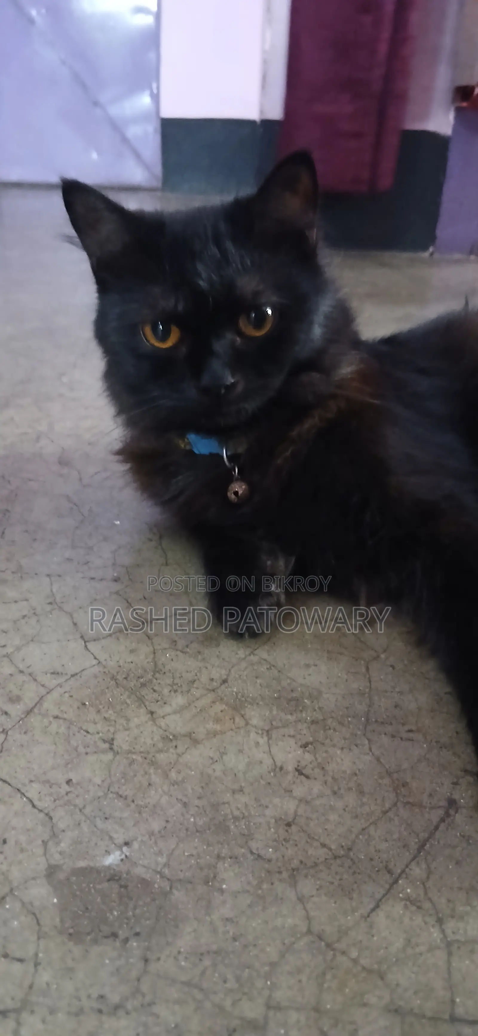 6-12 Months Male Mixed Breed Persian