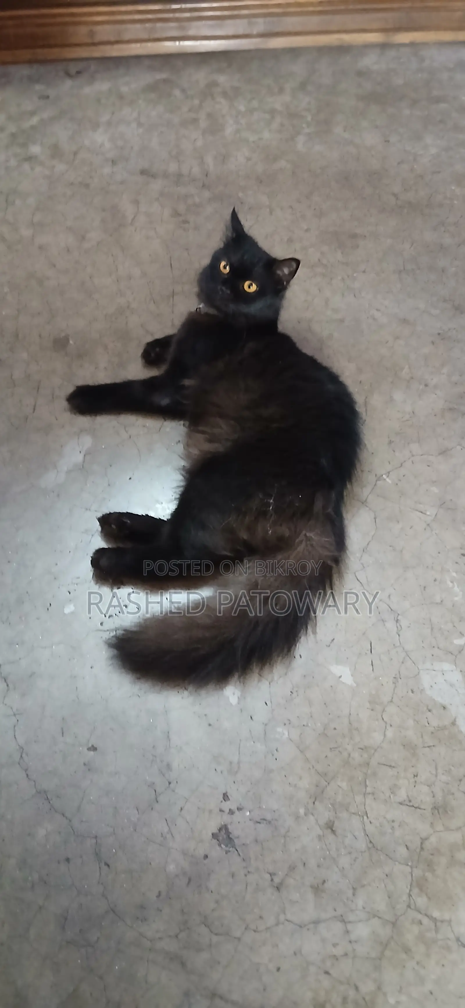 6-12 Months Male Mixed Breed Persian