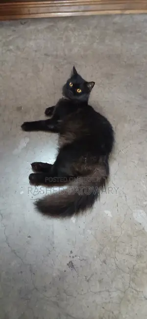 6-12 Months Male Mixed Breed Persian