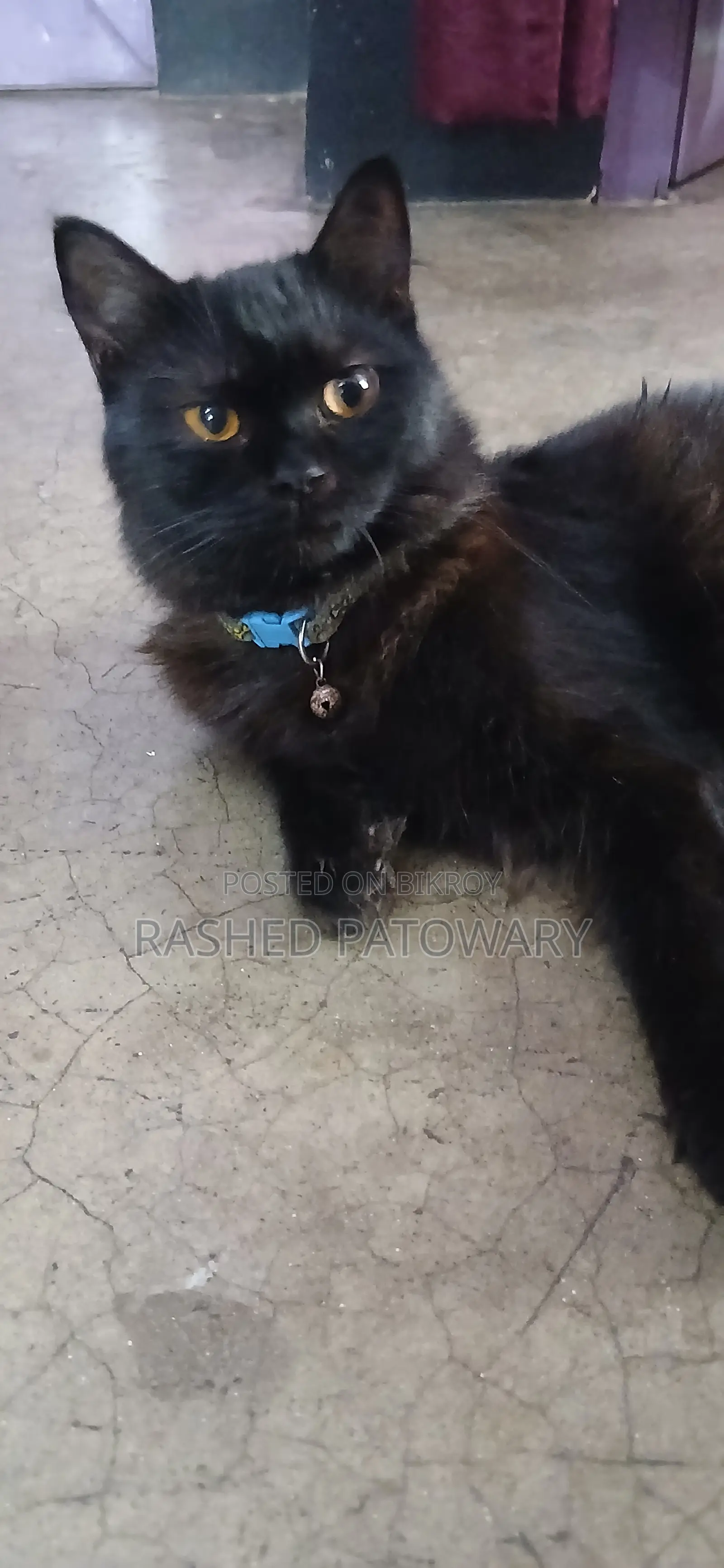 6-12 Months Male Mixed Breed Persian