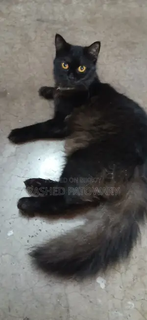 6-12 Months Male Mixed Breed Persian