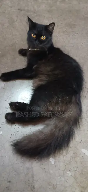 6-12 Months Male Mixed Breed Persian