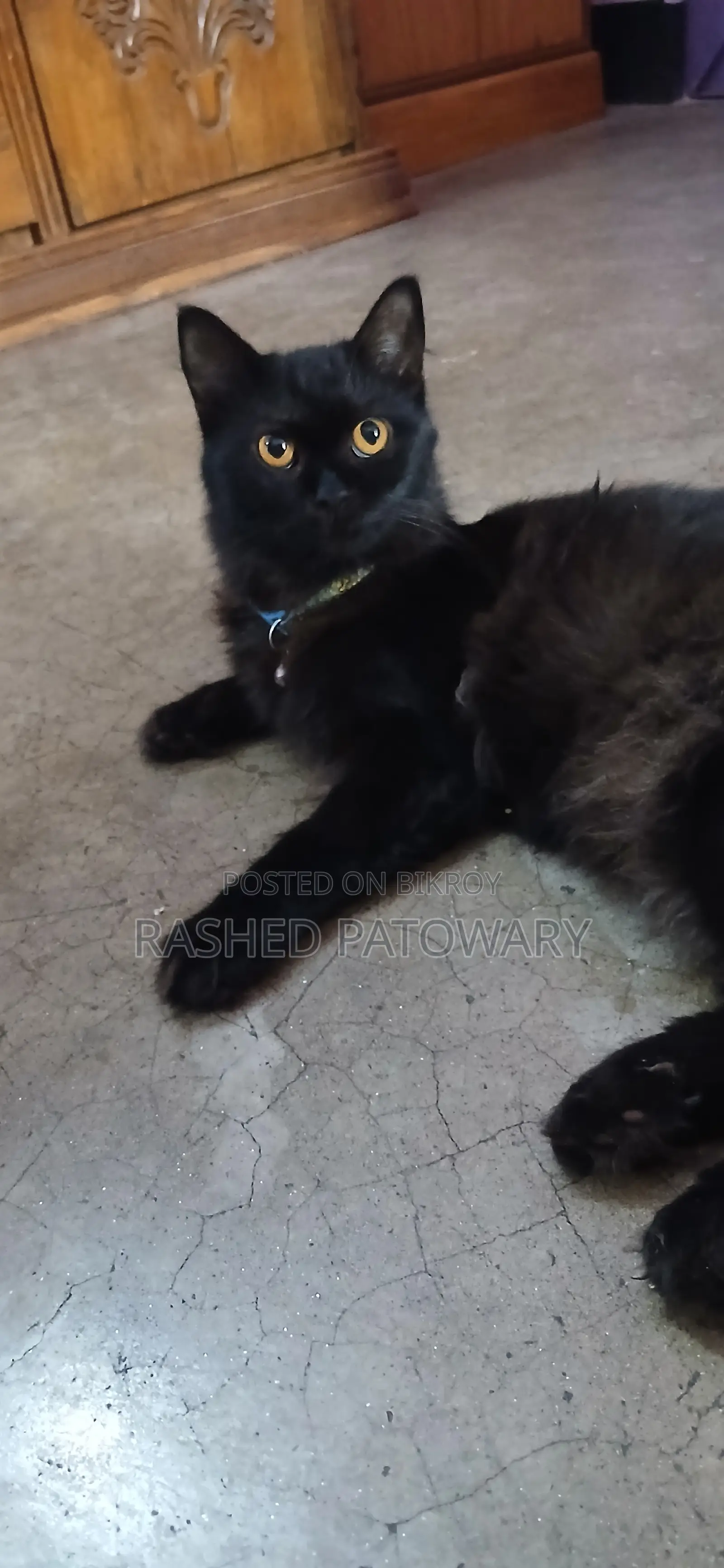 6-12 Months Male Mixed Breed Persian