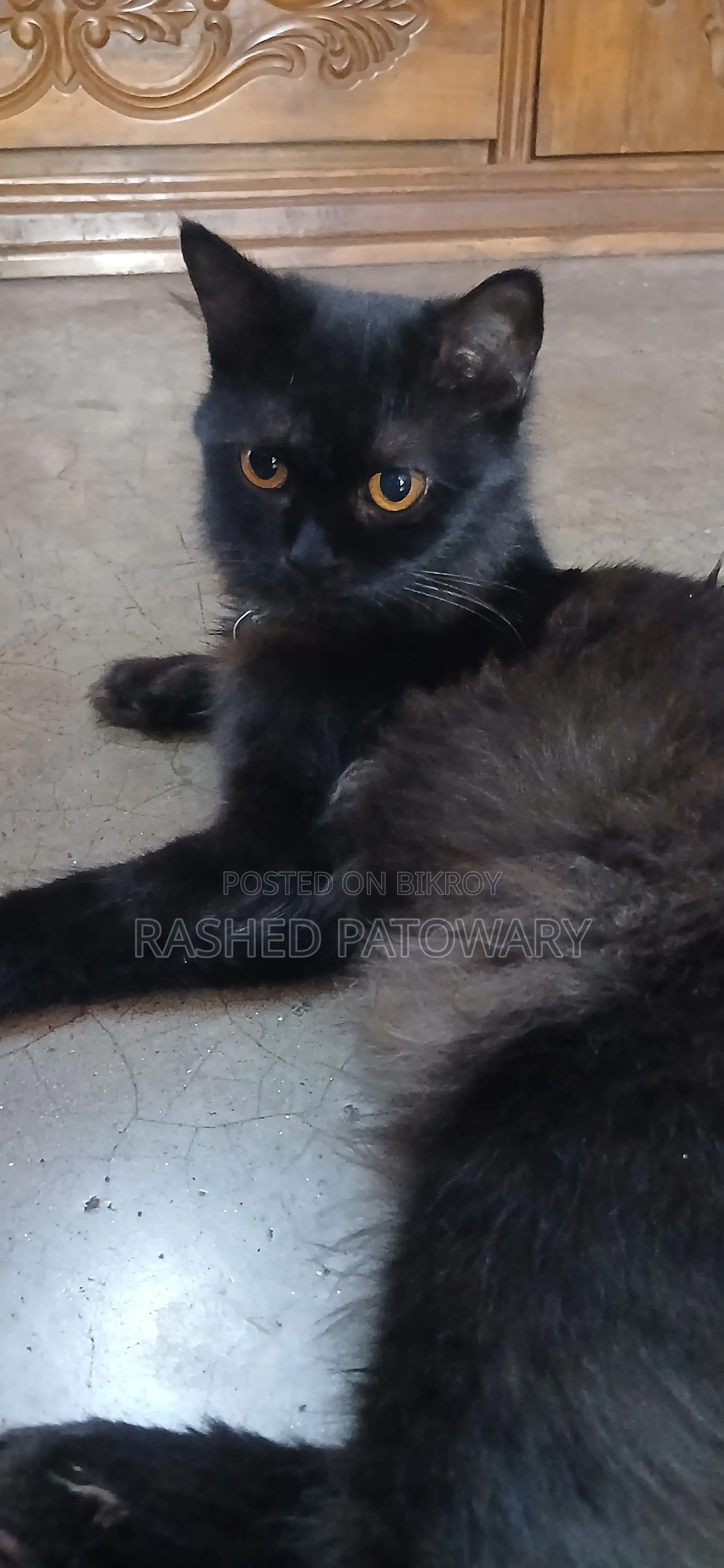 6-12 Months Male Mixed Breed Persian