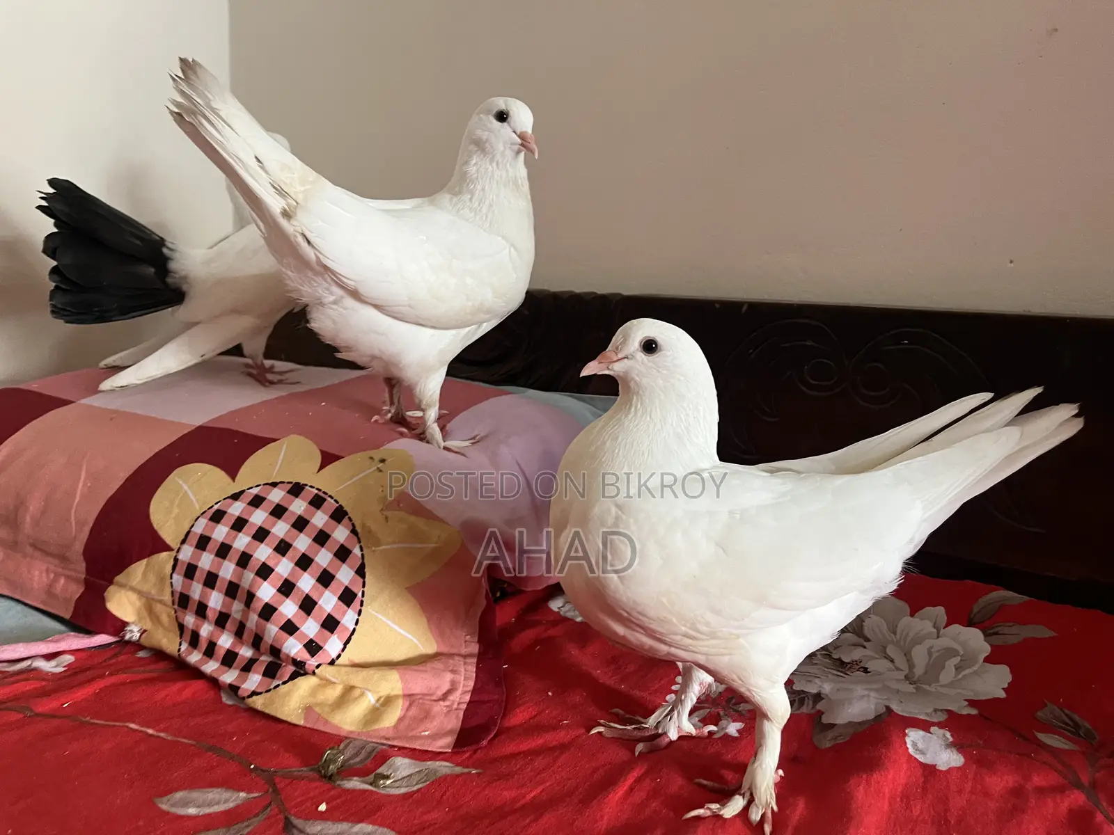 Kobutor Pigeon