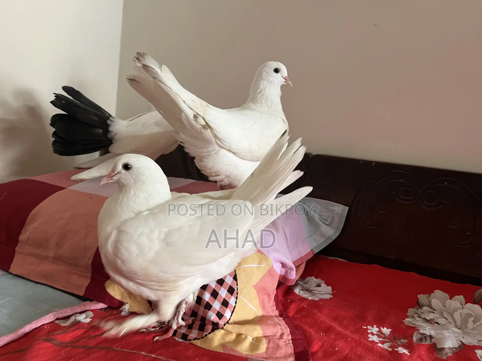 Kobutor Pigeon