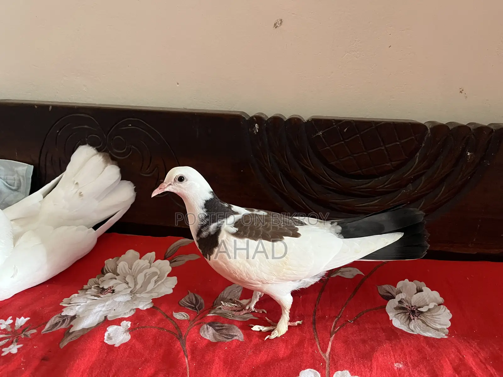 Kobutor Pigeon