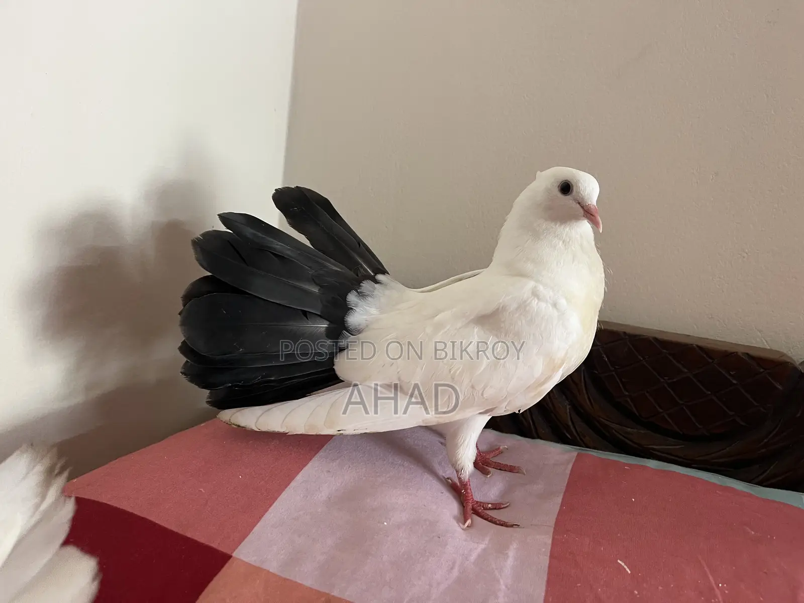 Kobutor Pigeon