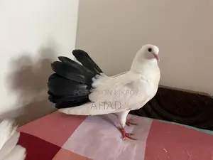 Kobutor Pigeon