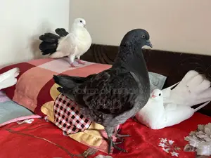 King Pigeon
