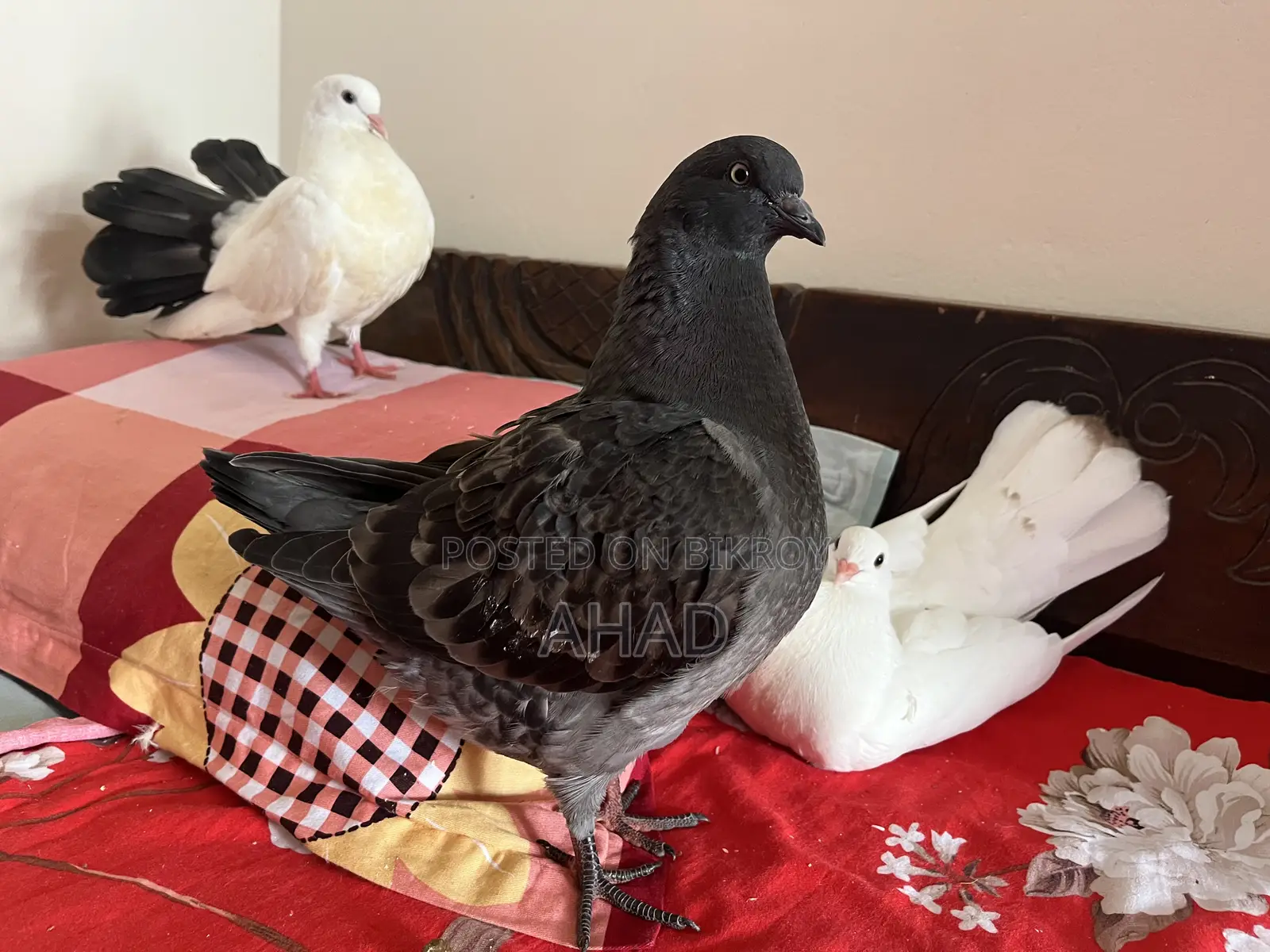 King Pigeon