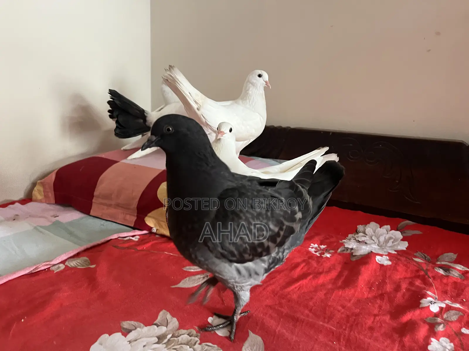 King Pigeon