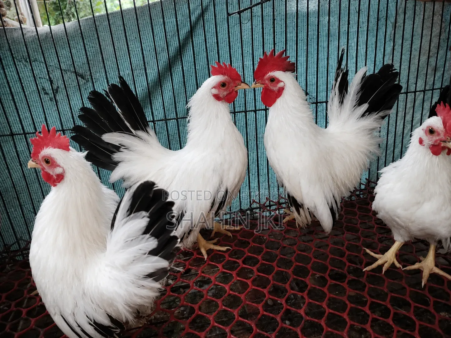 Japanese Bentham Blacktail Male