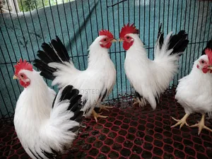 Japanese Bentham Blacktail Male