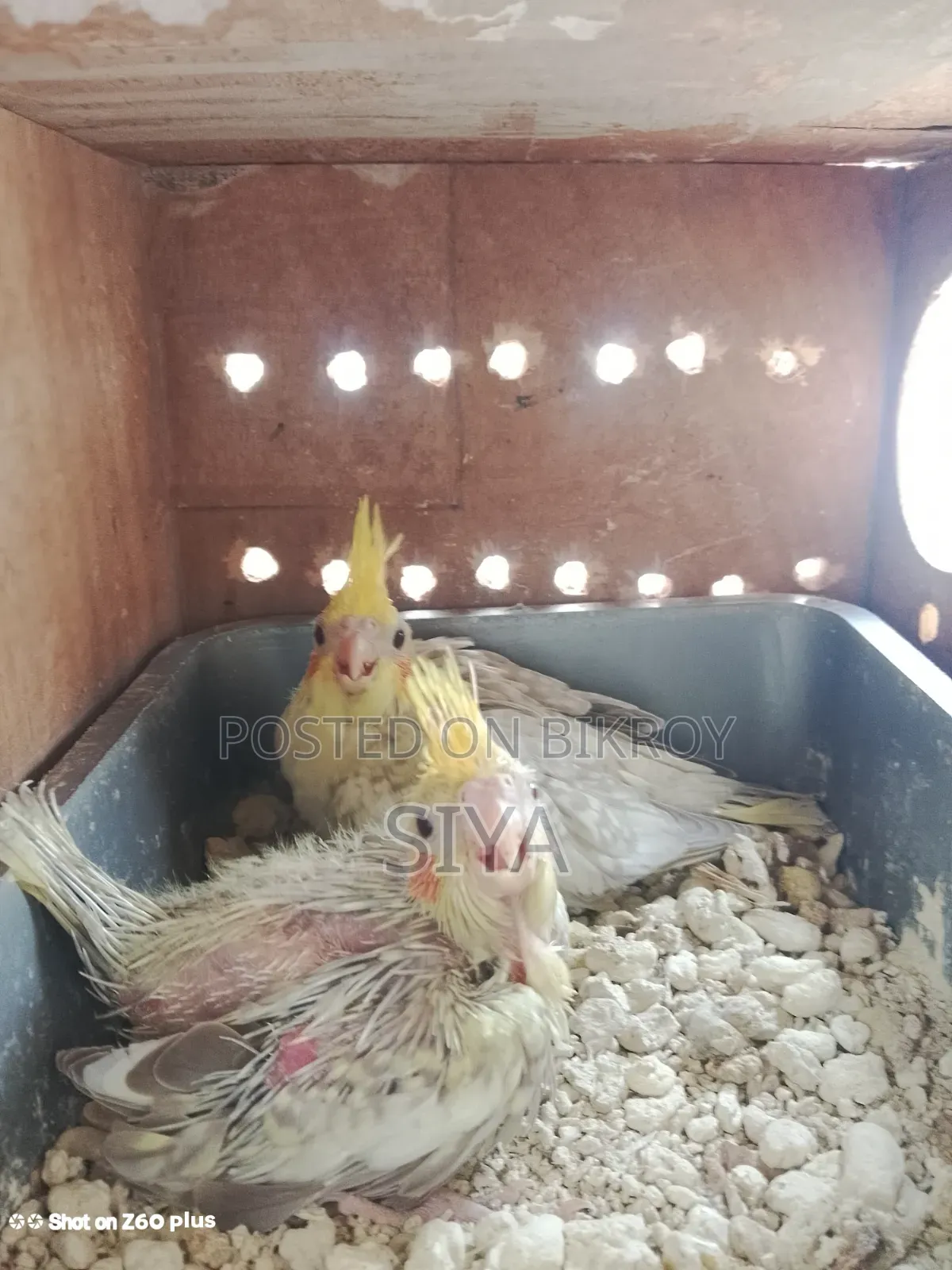 Tame size Cockatiel bird for sale