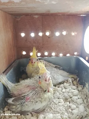 Tame size Cockatiel bird for sale
