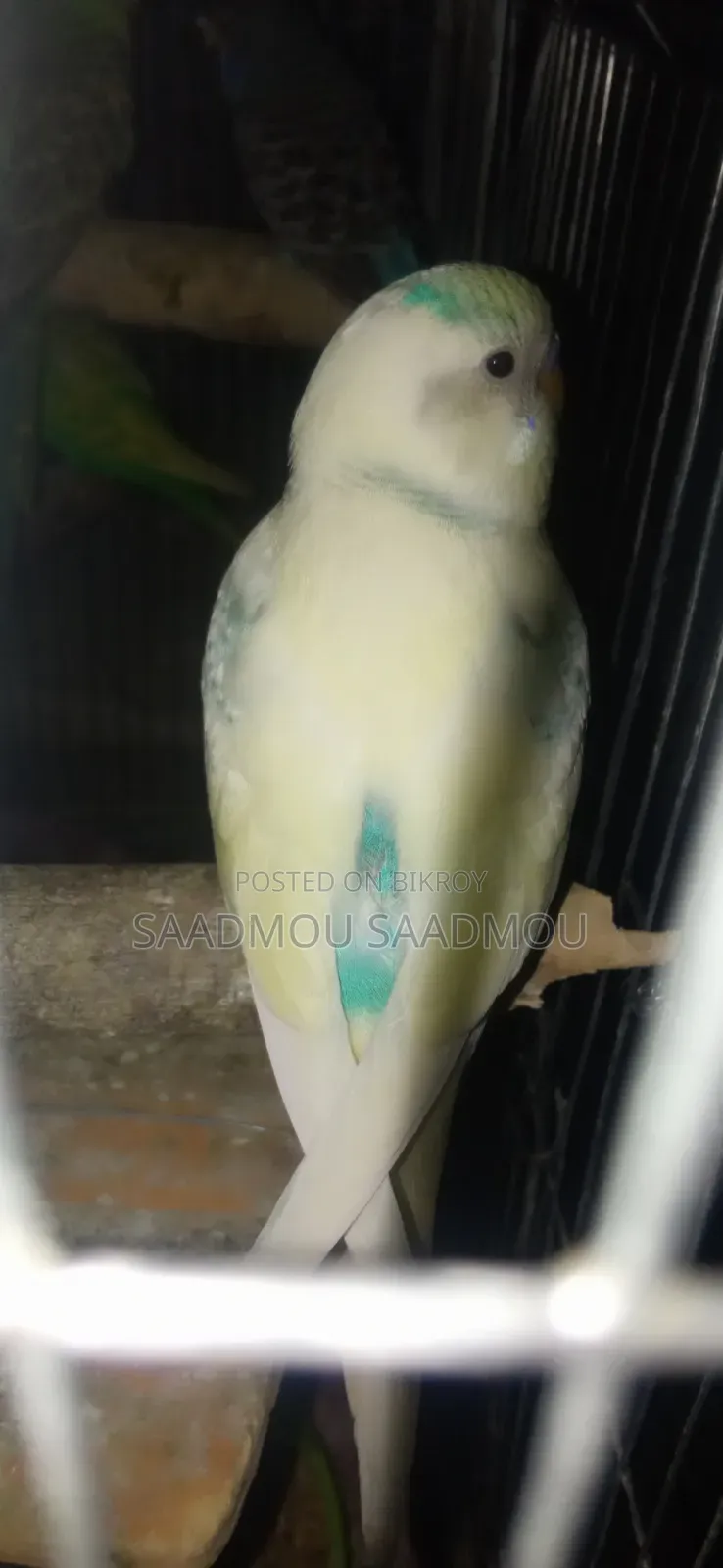 Pied Budgerigar