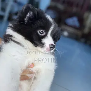 1-3 Months Male Purebred Lhasa Apso