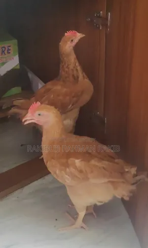 Tiger Chicken
