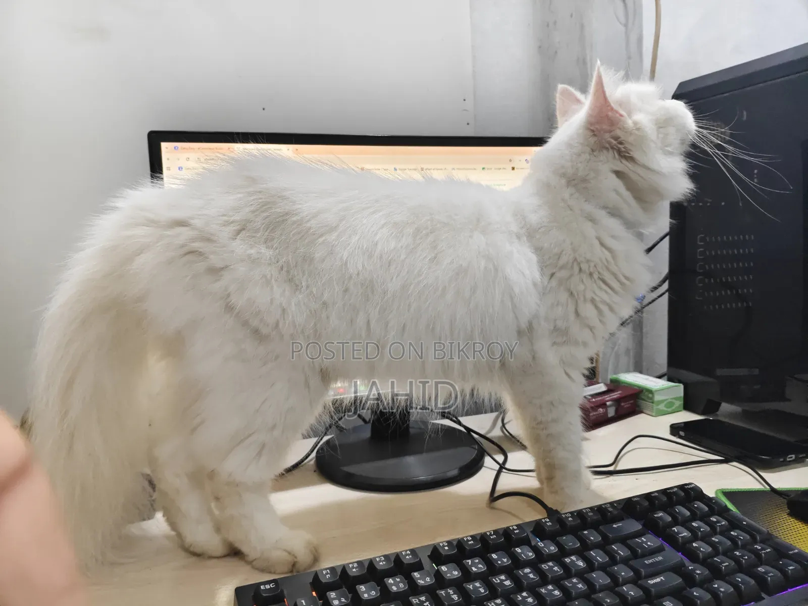 6-12 Months Male Purebred Persian Cat