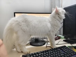 6-12 months Male Purebred Persian