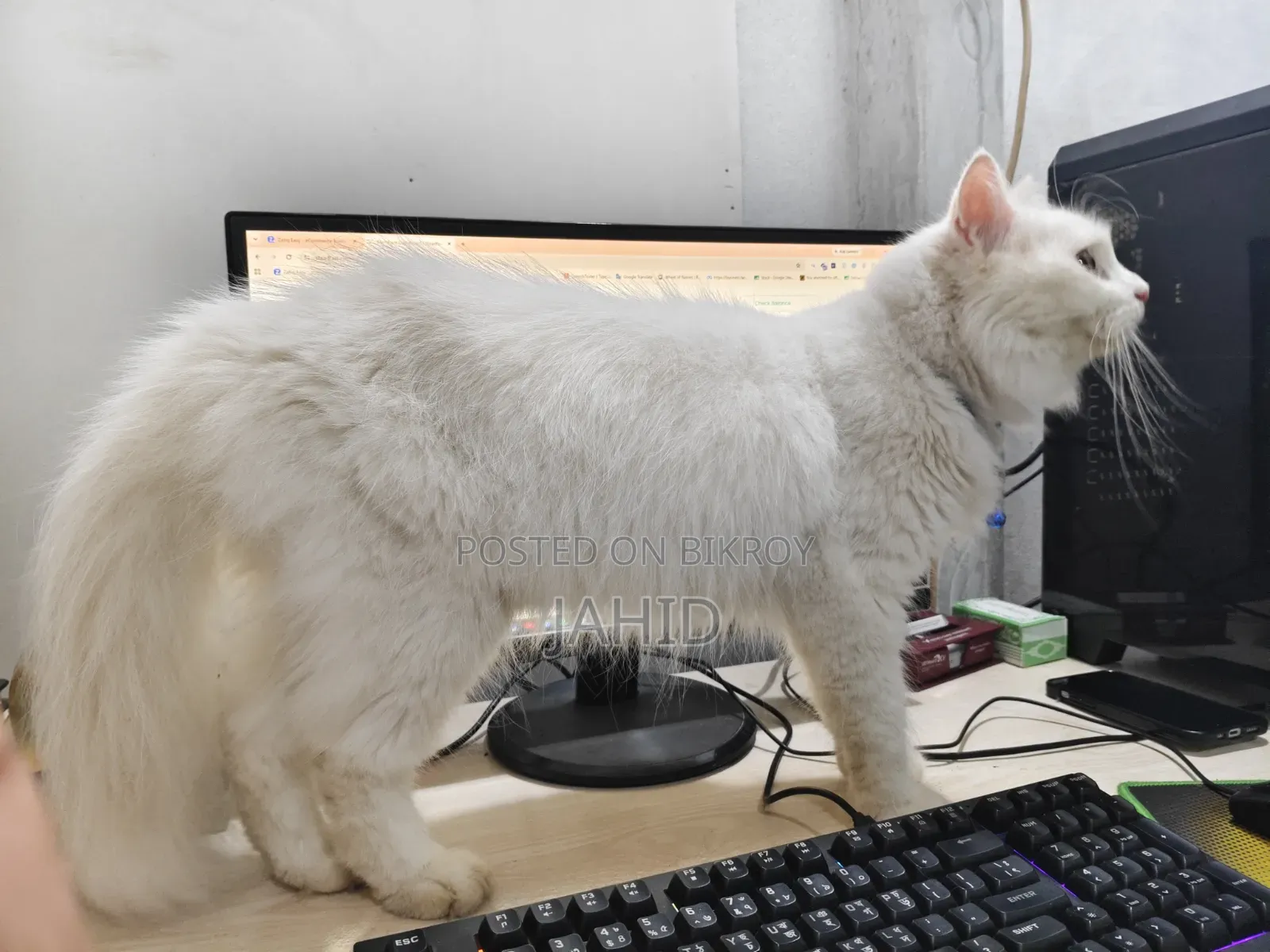 6-12 Months Male Purebred Persian Cat