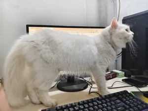 6-12 Months Male Purebred Persian Cat