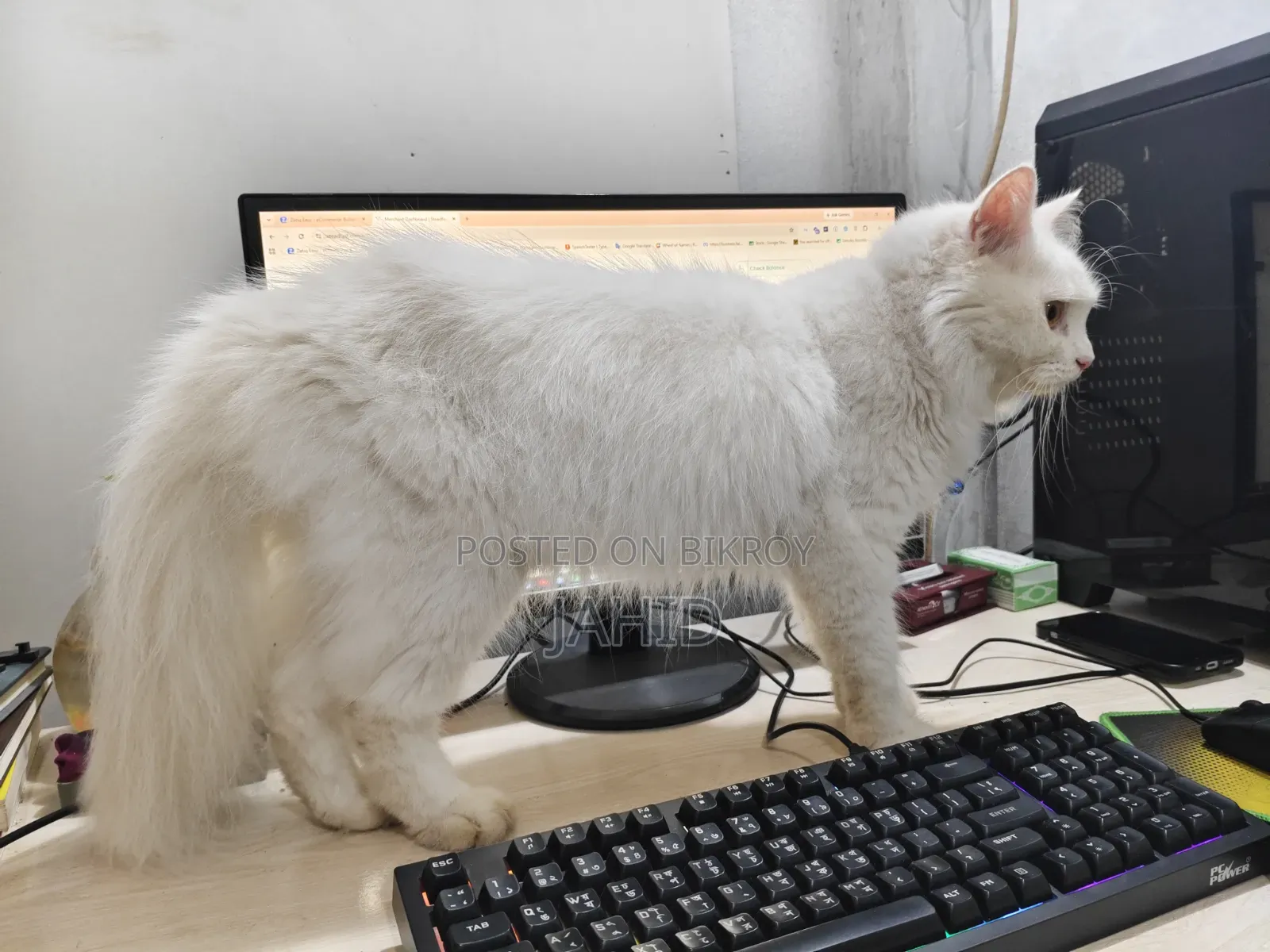 6-12 Months Male Purebred Persian Cat