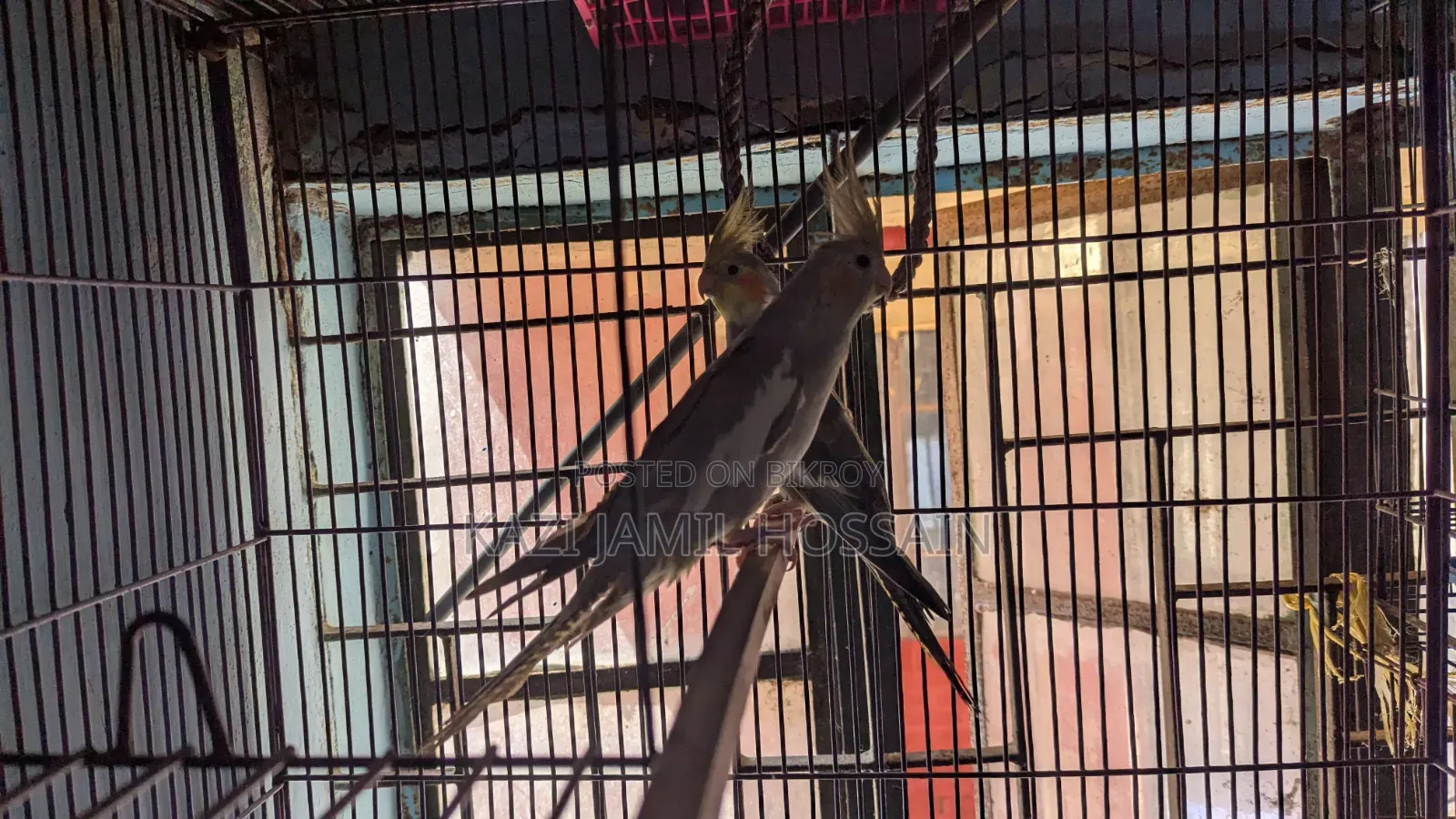Cockatiel bird very active