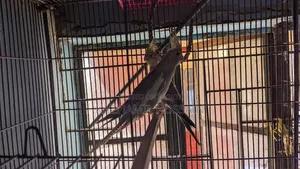 Cockatiel bird very active