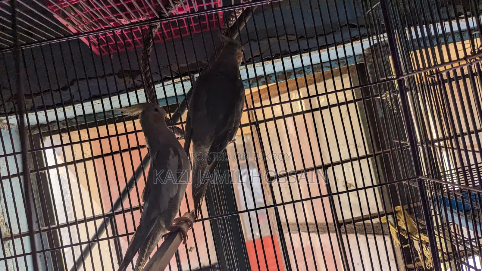 Cockatiel bird very active