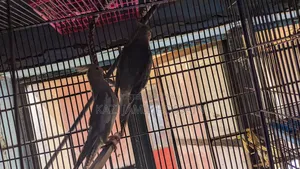 Cockatiel bird very active