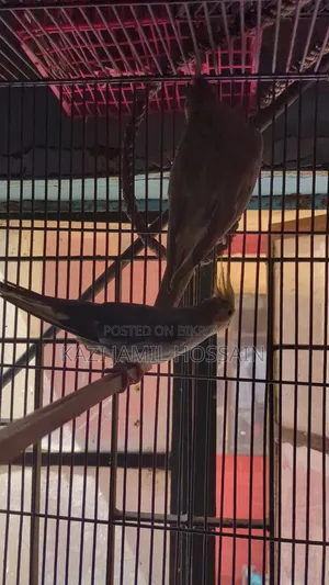 Cockatiel bird very active