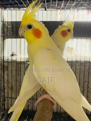 Cockatiel Master Pair