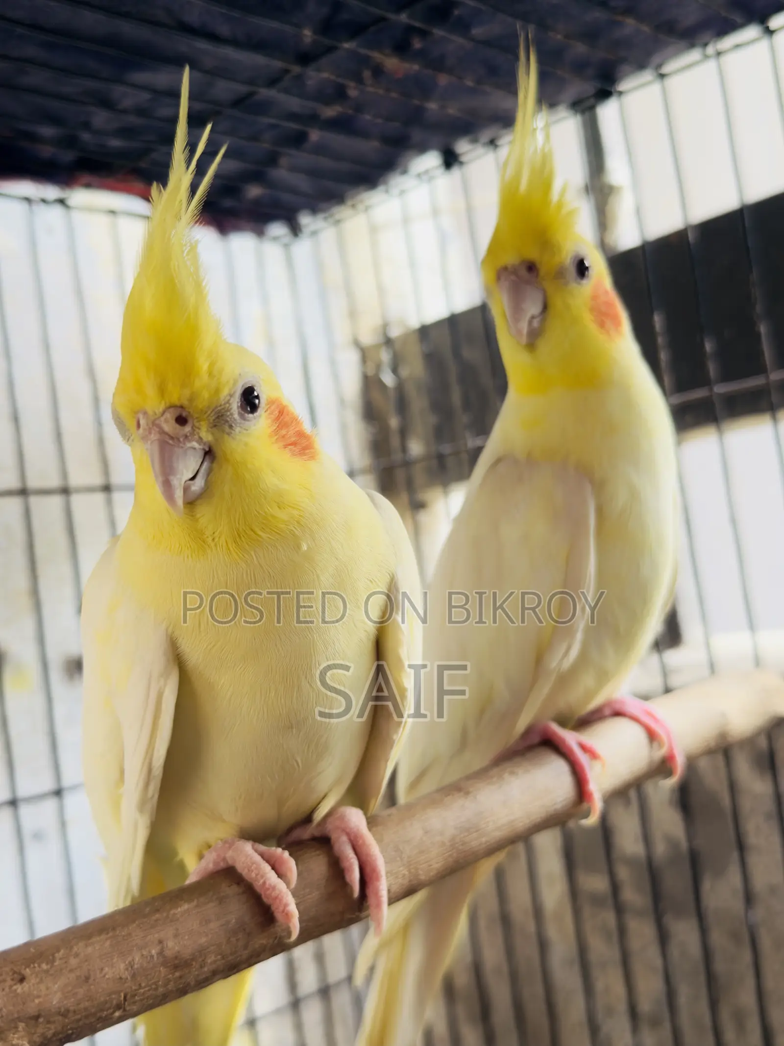 Cockatiel Master Pair