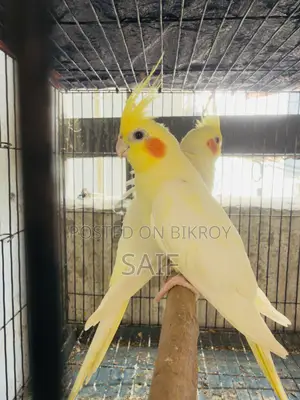 Cockatiel Master Pair