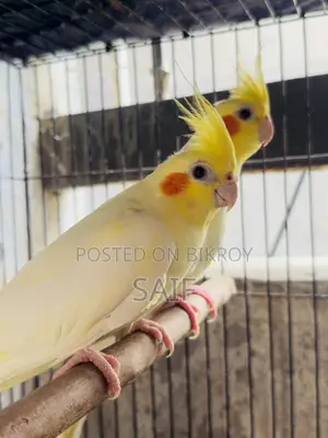 Cockatiel Master Pair