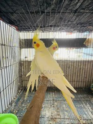 Cockatiel Master Pair